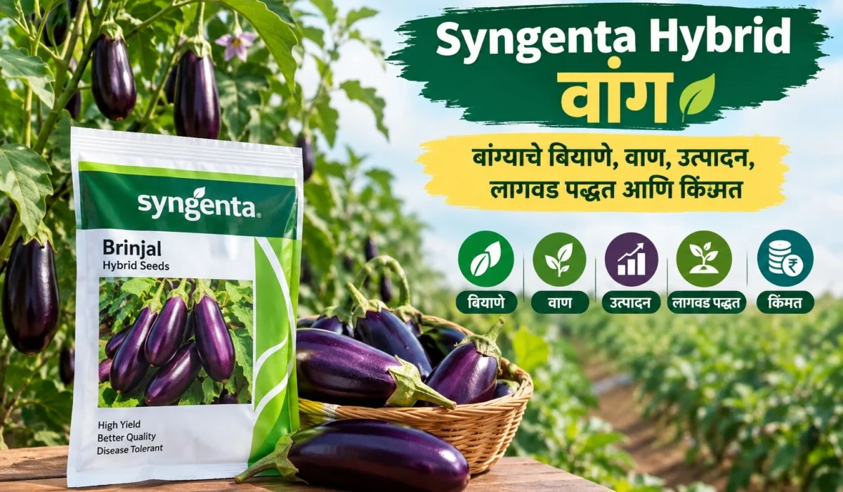 Syngenta Hybrid