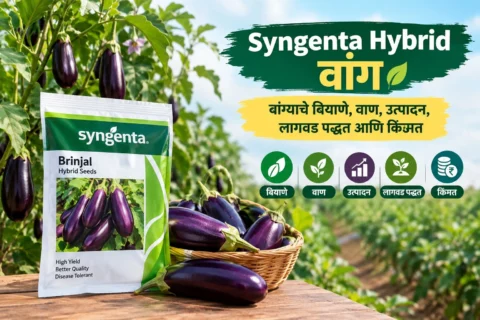 Syngenta Hybrid